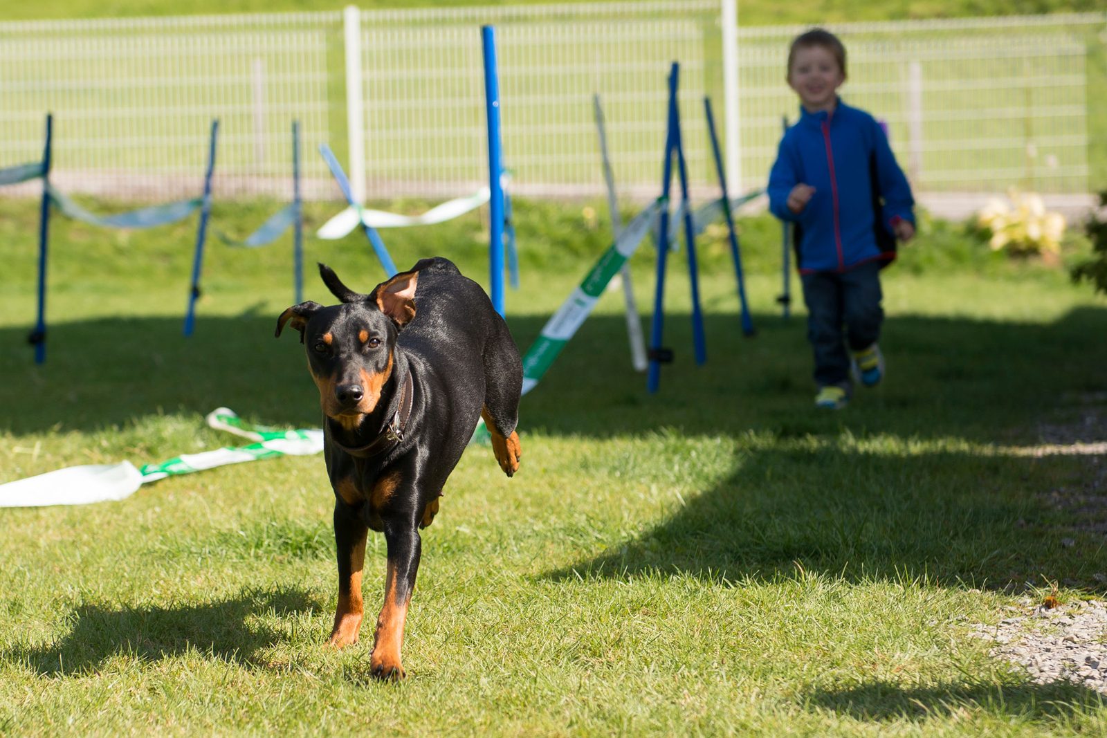 Ein Junge rennt mit einem jungen Pinscher über einen Parcours
