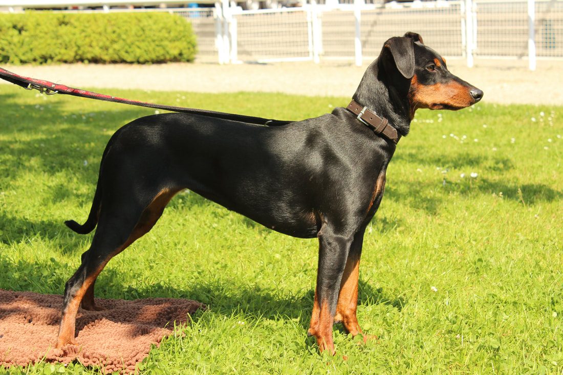 Schwarz-roter Deutscher Pinscher steht auf einer Wiese