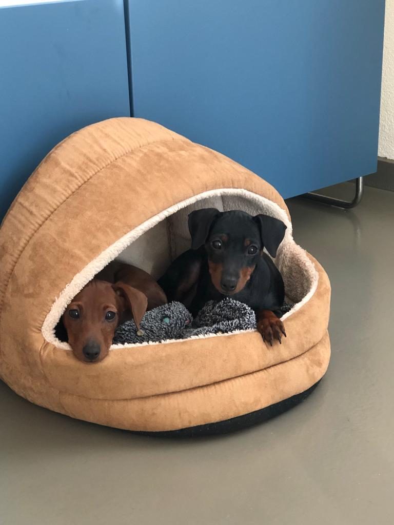 Zwei Zwergpinscherwelpen in einer Hundehöhle